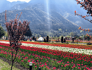 MAGICAL KASHMIR